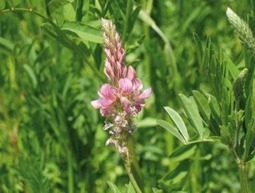 Le sainfoin : peu de consommation d'intrants et riche en protéine... | Actualités de l'élevage | Scoop.it