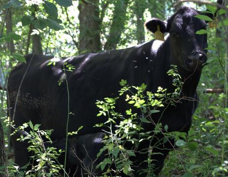 Sitz Dignity Daughter 239L Delivers First Calf at Deluisio Angus - Waste Management & Recycling News Today - EIN Presswire | Industry 411 - Waste Management | Scoop.it