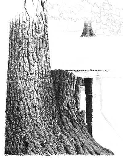 Drawing Trees (stumps and trunks), pen and ink art instruction | Drawing and Painting Tutorials | Scoop.it