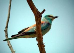 Canal du Midi : platanes abattus, oiseaux perdus | Les oiseaux au gré du vent | Scoop.it