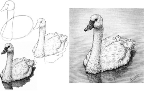 How to Draw a Swan | Drawing and Painting Tutorials | Scoop.it