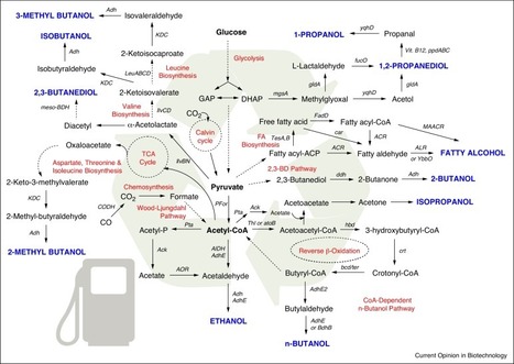 Retooling microorganisms for the fermentative production of alcohols | RMH | Scoop.it