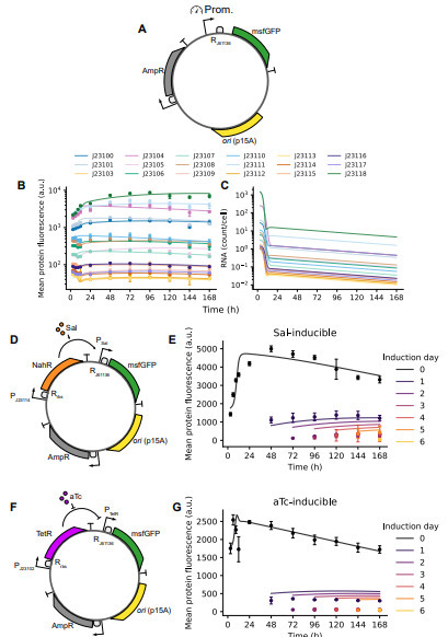 How Bacterial Growth-Phase Reshapes Synthetic Gene Circuit Function | brvsb | RMH | Scoop.it