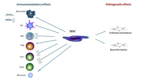 Role of Stem Cells in Pathophysiology and Therapy of Spondyloarthropathies—New Therapeutic Possibilities? | Rheumatology-Rhumatologie | Scoop.it