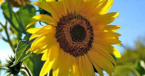 Corteva et BP lancent la coentreprise Etlas, d&eacute;di&eacute;e &agrave; la production de biocarburants &agrave; partir de cultures interm&eacute;diaires | ITERG - Veille sectorielle | Scoop.it