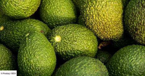 ALIMENTATION : L'avocat, produit de luxe et "beurre du pauvre" | ALIMENTATIONS | Scoop.it