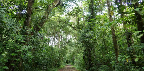 Des données inédites sur la capacité des forêts tropicales à se régénérer rapidement | Biodiversité | Scoop.it