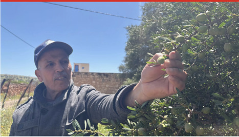 MARIC : Essaouira : apr&egrave;s la pluie, le beau temps pour la fili&egrave;re argan ? &ndash; | CIHEAM Press Review | Scoop.it