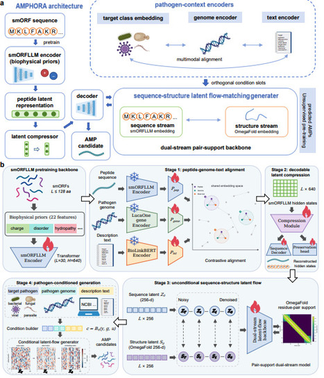 Pathogen context reshapes antimicrobial peptide generation | brvbi | RMH | Scoop.it