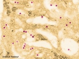 Point sur les Arboviroses « IPNC : Recherche, Santé Publique et Formation | EntomoScience | Scoop.it