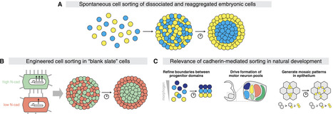 Discovering what is possible: How synthetic biology illuminates development | csys | RMH | Scoop.it