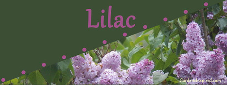 Spring Lilacs | Gardening Life | Scoop.it