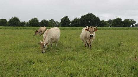 Indicateur de coût de production des gros bovins fin 2023 | Economie de l'Elevage | Scoop.it