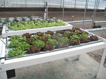 Cómo hacer jardines hidropónicos