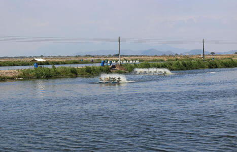 ECUADOR: As shrimp industry grows, ProEcuador working to find end markets&nbsp; | AM&Eacute;RIQUES | Scoop.it