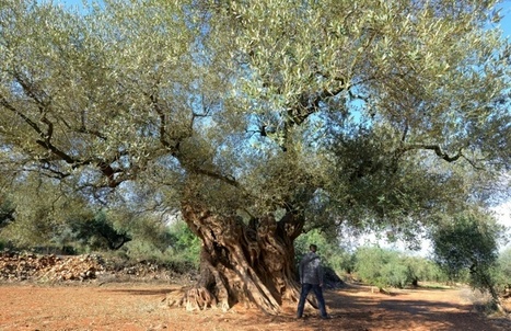 Bactérie tueuse d'oliviers : l'Espagne continentale touchée | EntomoNews | Scoop.it