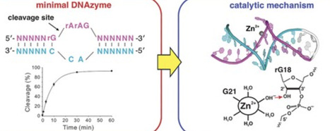 A minimal RNA-cleaving DNAzyme and its catalytic mechanism | nar | RMH | Scoop.it