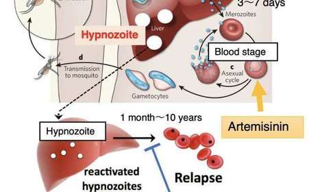 Détruire le parasite du paludisme au stade hépatique à l'aide d'un baculovirus | EntomoNews | Scoop.it