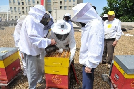 Montpellier, paradis des abeilles | Innovation sociale | Scoop.it