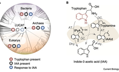 The origin and evolution of auxin as a plant signaling molecule | CurB | RMH | Scoop.it