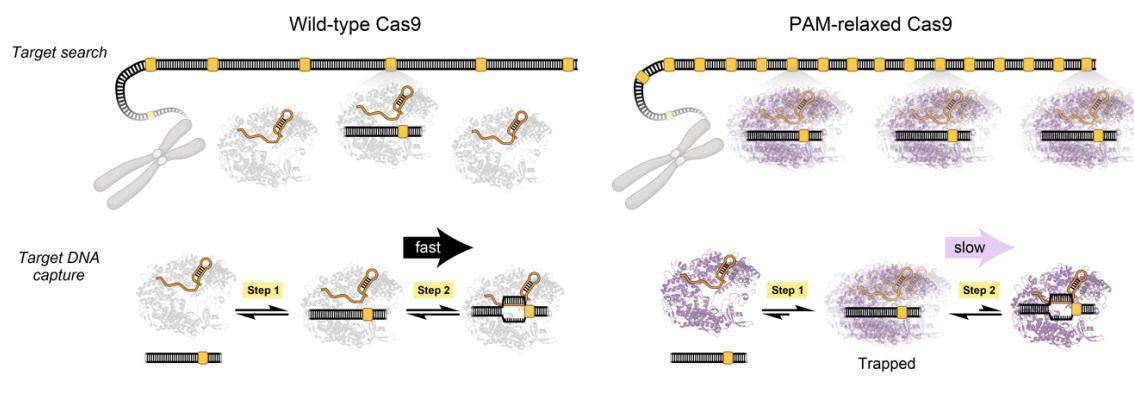 Rapid two-step target capture ensures efficient...