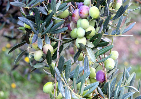 Il danno meccanico della raccolta delle olive e gli effetti sulla qualità dell'olio: acidità, perossidi, K232 e K270 | OLIVE NEWS | Scoop.it