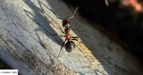 Pourquoi les reines fourmis dévorent-elles parfois leurs petits ? | EntomoNews | Scoop.it