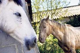 El Seprona denuncia al criador de caballos mal alimentados y la Fiscal&iacute;a abre una investigaci&oacute;n - Faro de Vigo | Caballo, Caballos | Scoop.it