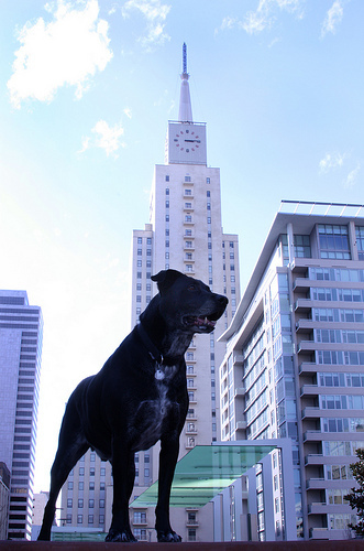 Ville et animal : une histoire (d&rsquo;amour) durable | Plan&egrave;te DDurable | Scoop.it