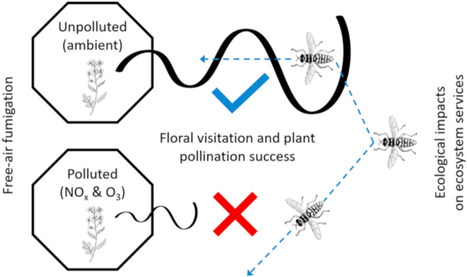 La pollution atmosphérique réduit considérablement les services de pollinisation assurés par les insectes | EntomoNews | Scoop.it