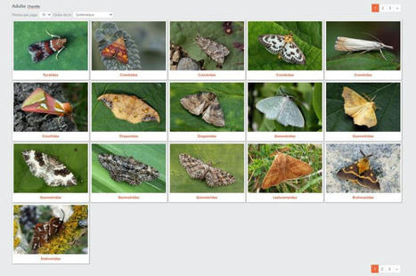 Une nouvelle galerie pour déterminer vos papillons | Insect Archive | Scoop.it