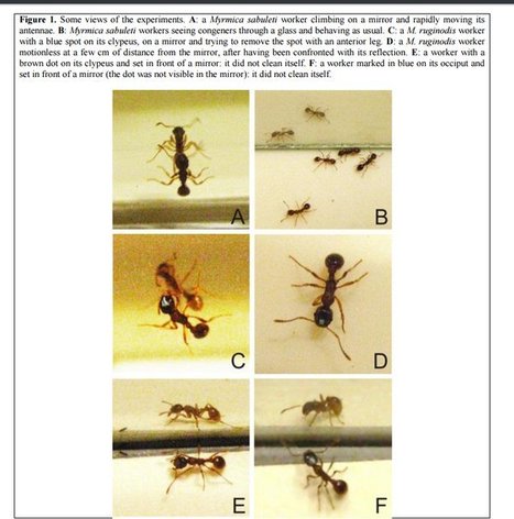 Les fourmis battent les araignées au jeu du miroir | EntomoNews | Scoop.it