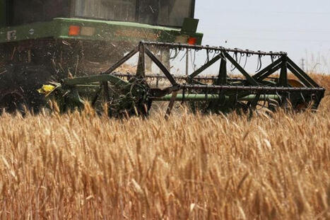 Ample world inventories may soften El Nino food supply shock | MED-Amin network | Scoop.it