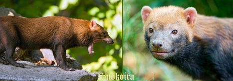 Suokoira | 1Uutiset - Lukemisen tähden | Scoop.it