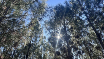 Contre le changement climatique, l'urgence de la diversification en for&ecirc;t - ici | Landes - Conseils municipaux & communautaires | Scoop.it