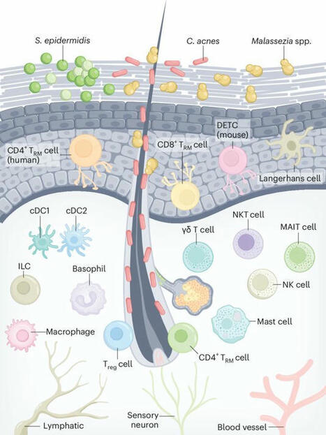 #immunology #immunity #skin #autoimmunity | Nicola Ferrari | Mucosal Immunity | Scoop.it