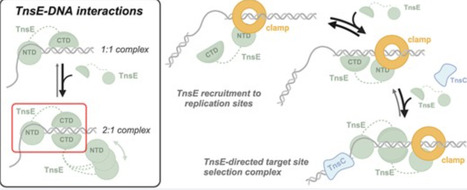 Asymmetric loading of TnsE regulates Tn7 targeting of DNA replication structures | nar | RMH | Scoop.it