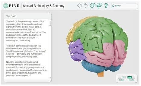 #temadeld&iacute;a #CEREBRO #educacion   // Un mapa interactivo en 3D del cerebro humano | I didn't know it was impossible.. and I did it :-) - No sabia que era imposible.. y lo hice :-) | Scoop.it