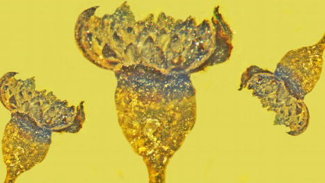 D&eacute;couverte d'une nouvelle esp&egrave;ce de fleur "fossile" de 100 millions d'ann&eacute;es | EntomoNews | Scoop.it