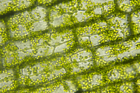 Laurent Le, lauréat du prix Treefrog 2024 | Life Sciences Université Paris-Saclay | Scoop.it