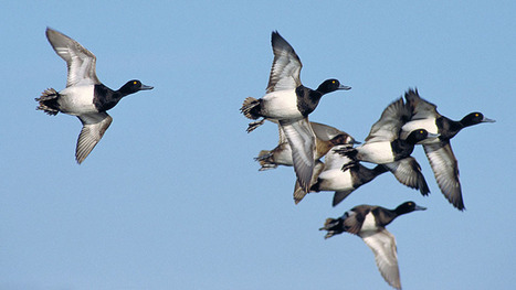 Boreal ducks doomed threatened by climate change - British Columbia | CLIMATE CHANGE WILL IMPACT US ALL | Scoop.it