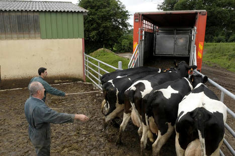 Quel est le prix d'une vache laitière de réforme ? | Economie de l'Elevage | Scoop.it