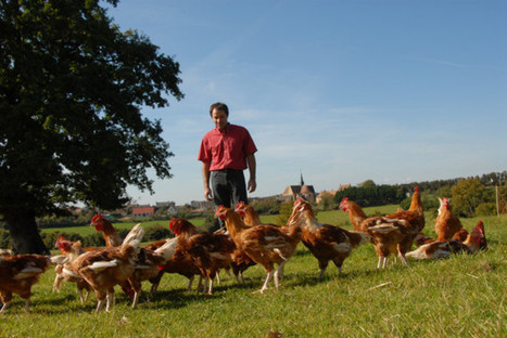 La Chine s&rsquo;ouvre aux Fermiers de Lou&eacute; | La Gazette des abattoirs | Scoop.it