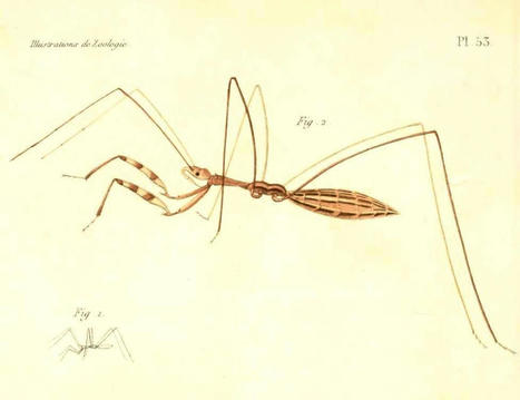 La chinche del Arraijanal, un caso de especismo ignorante | BlogSOStenible: Noticias medioambientales y datos… aportando soluciones | Bichos en Clase | Scoop.it
