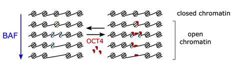 A tumor suppressor that generates subnucleosomes | I2BC Paris-Saclay | Scoop.it