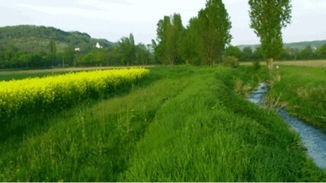Des zones tampons pour limiter la diffusion dans l'eau des polluants agricoles | Elevage et environnement | Scoop.it