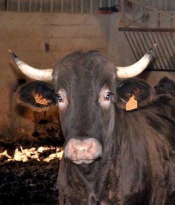 Il faut sauver la vache Casta - La Dépêche | Vallées d'Aure & Louron - Pyrénées | Scoop.it