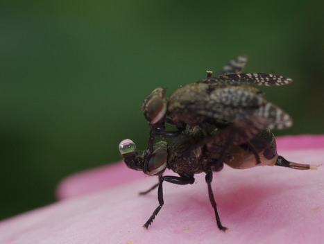 AU MOIS DE MAI - Mouche Platystoma seminationis | Les Colocs du jardin | Scoop.it