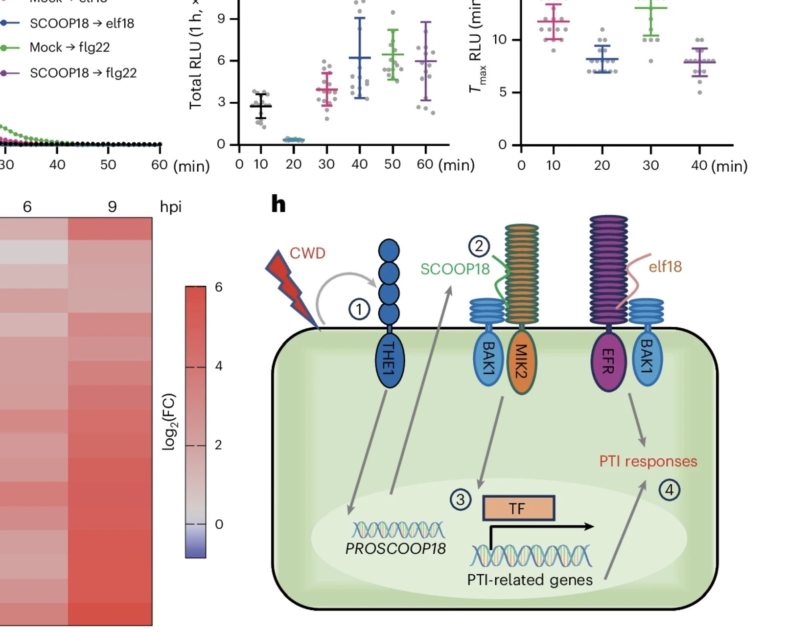 Nature Plants: A peptide-receptor module links ...
