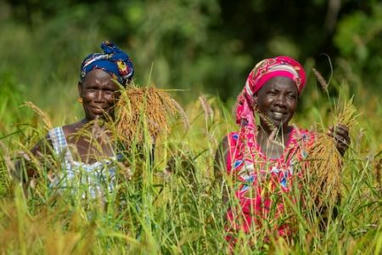 La BAD accorde 102 millions $ pour les agriculteurs de Guinée, du Sénégal et du Togo | Questions de développement ... | Scoop.it